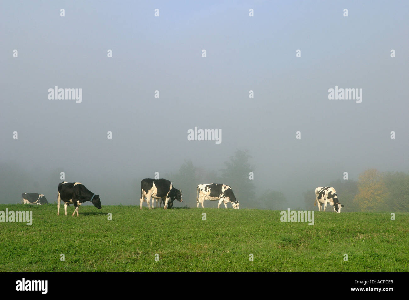 Vermont cows in field hi-res stock photography and images - Alamy