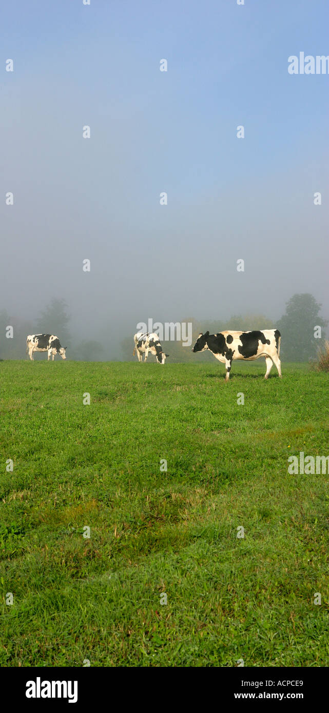 Vermont cows in field hi-res stock photography and images - Alamy