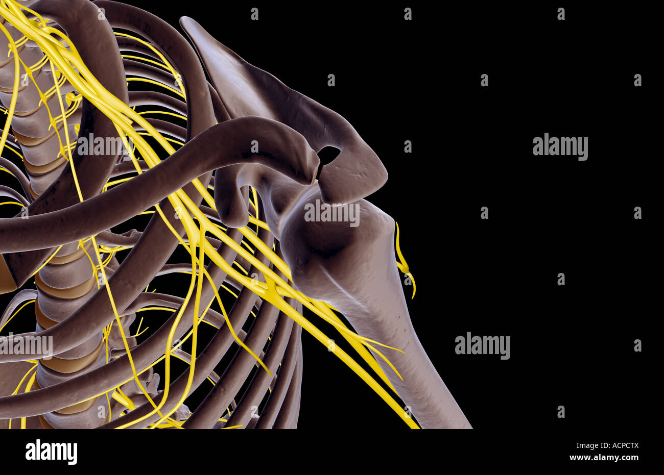 Axillary Nerve Shoulder High Resolution Stock Photography and Images