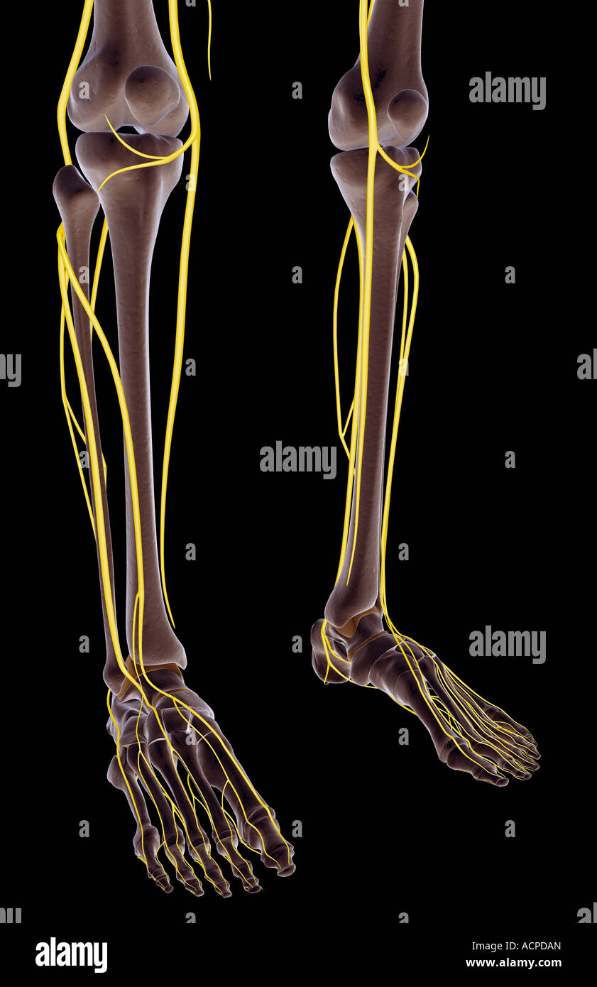Human Leg Nerves High Resolution Stock Photography and Images - Alamy