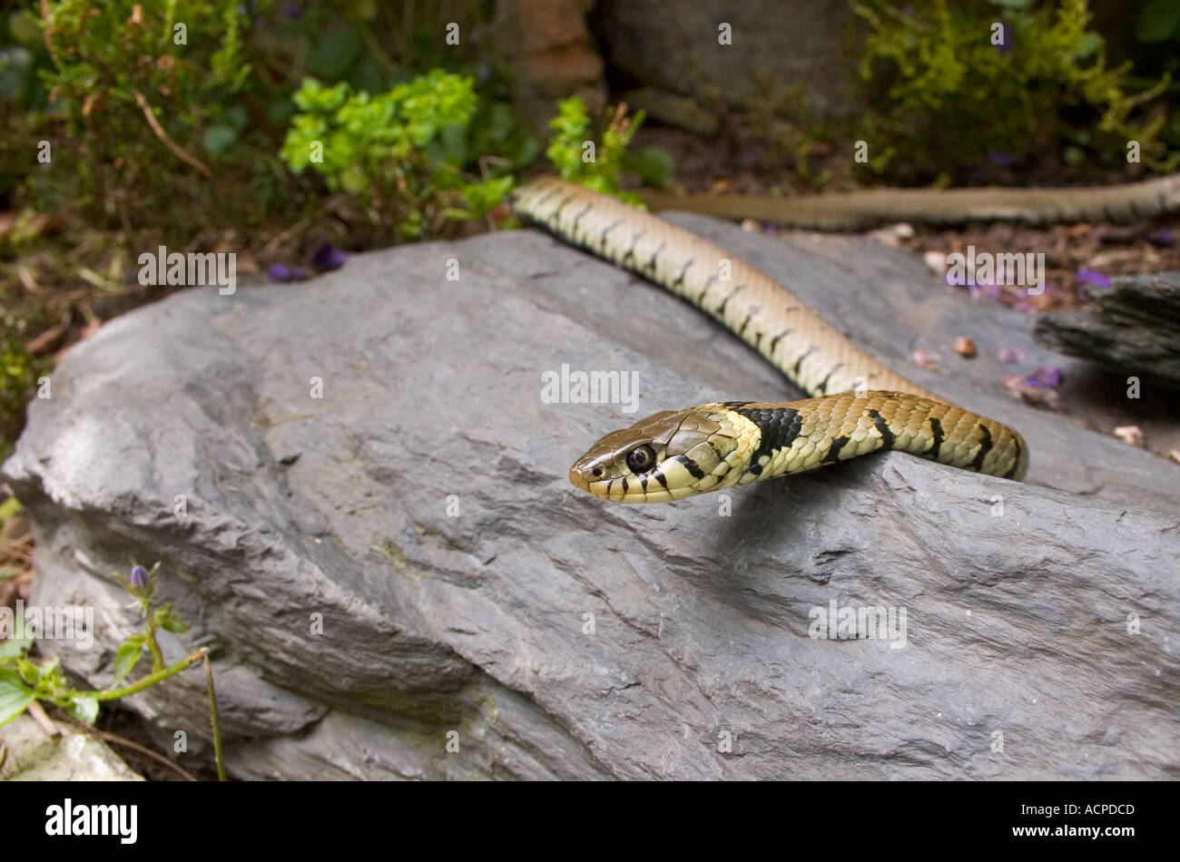 Azgr Snake Grass snake ringed snake hi-res stock photography and images - Alamy