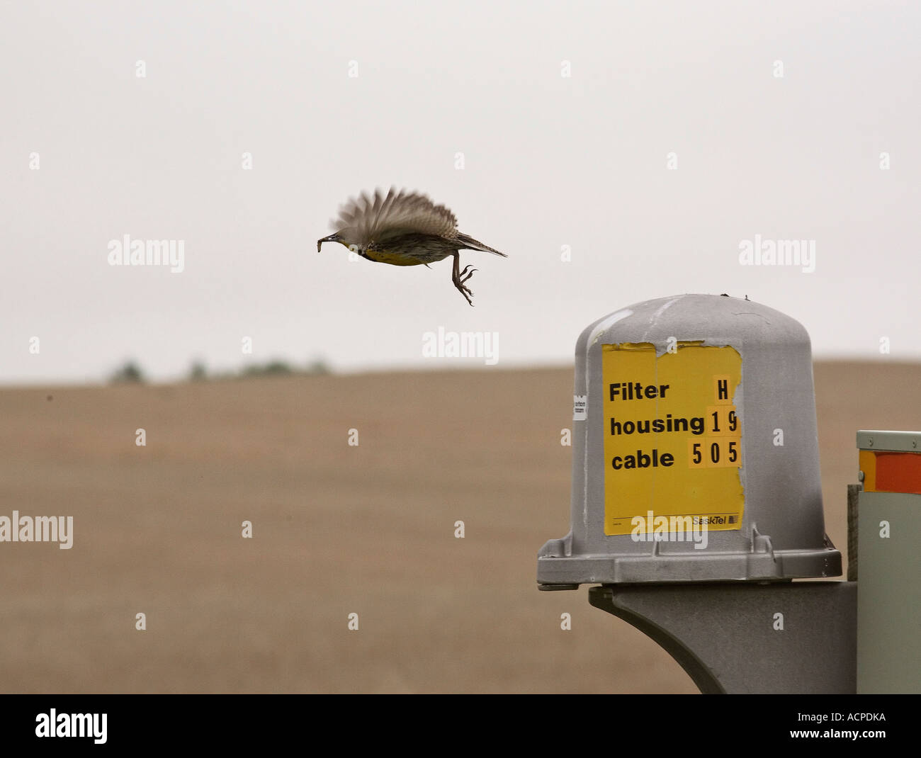Western Meadowlark taking flight in scenic Saskatchewan Canada Stock Photo