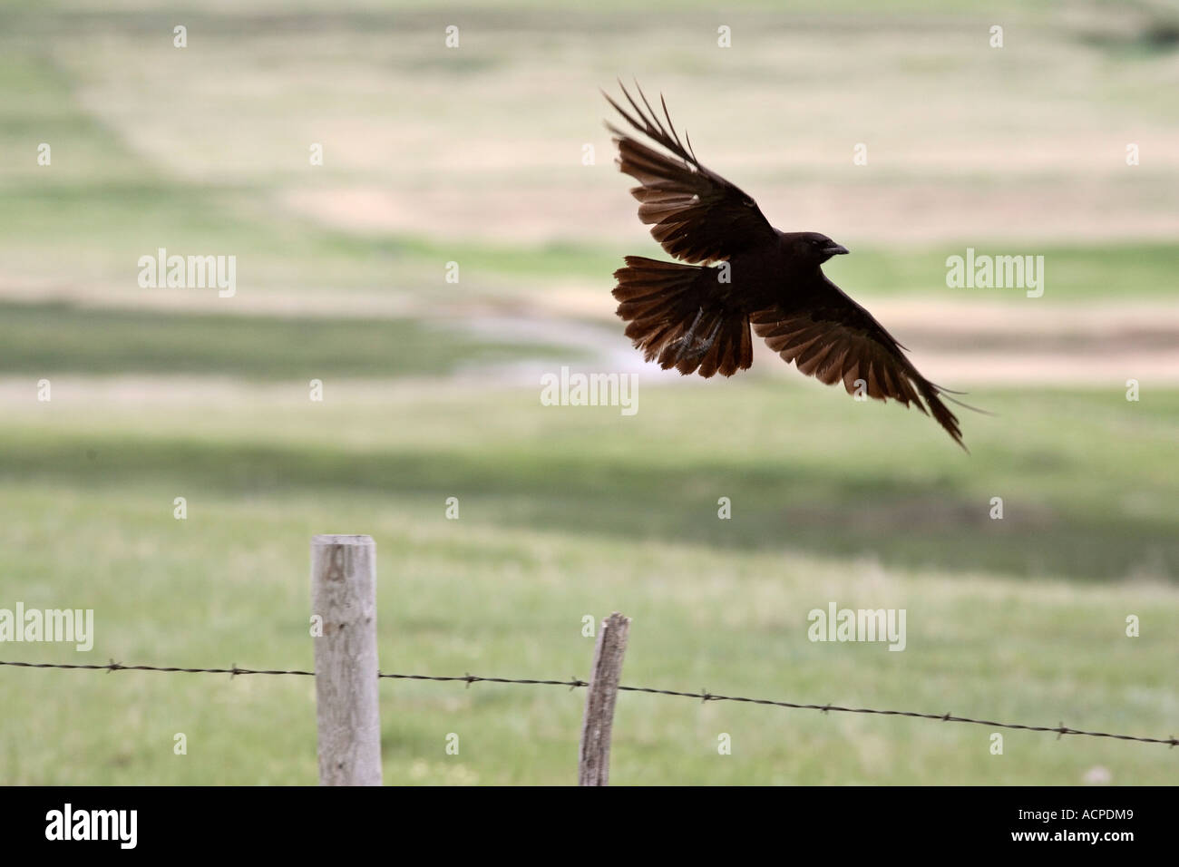 American crow in flight corvus hi-res stock photography and images - Alamy