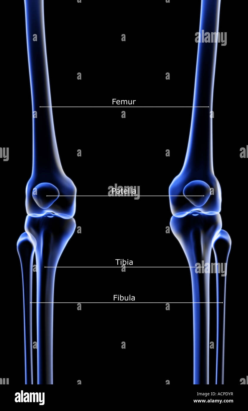The bones of the knee Stock Photo Alamy