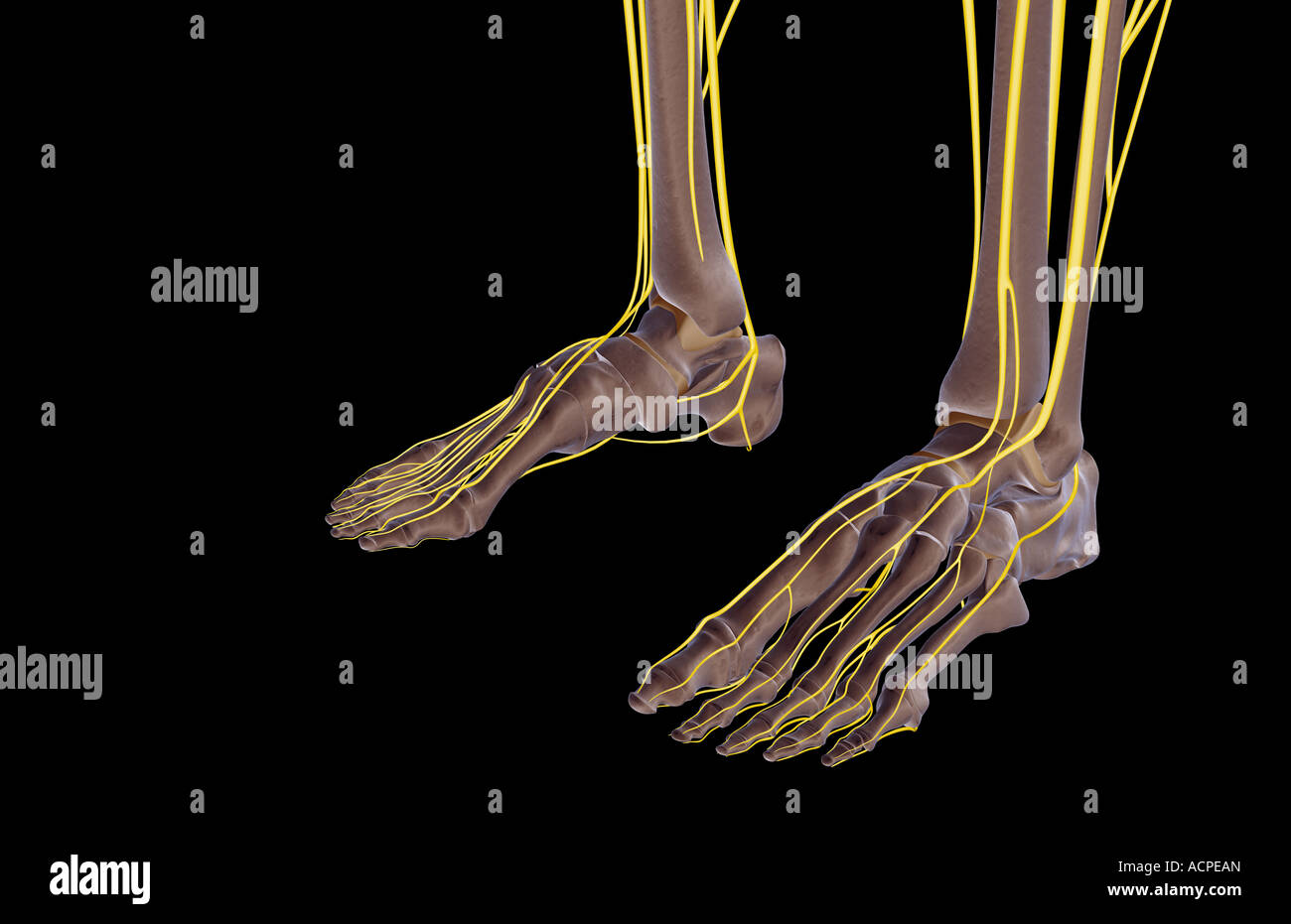 Dorsal digital nerves hires stock photography and images Alamy