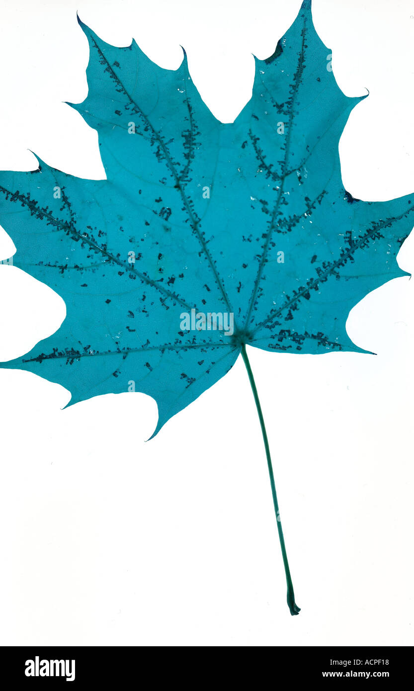 Blue colored Maple leaf against a plai white background simple design