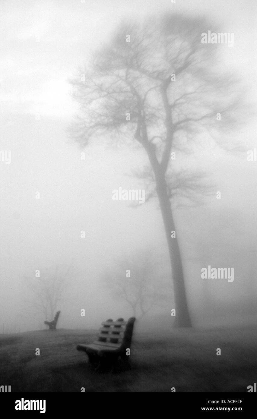 Foggy Scene with bench and trees surreal and quiet Stock Photo