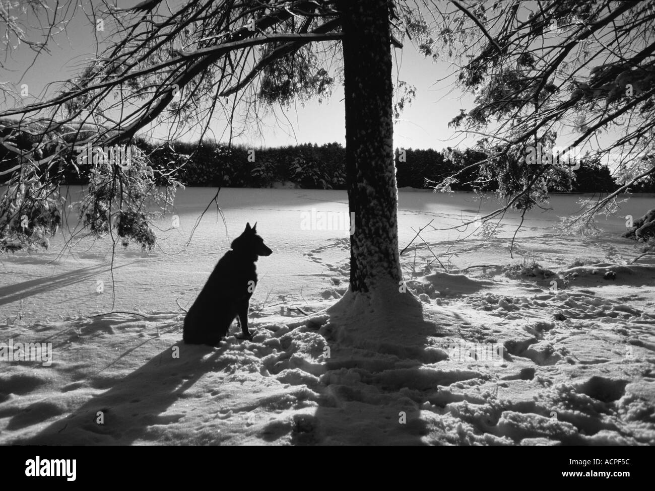 dog near a frozen lake under a tree looking out alone hunting shepherd mutt mix Stock Photo