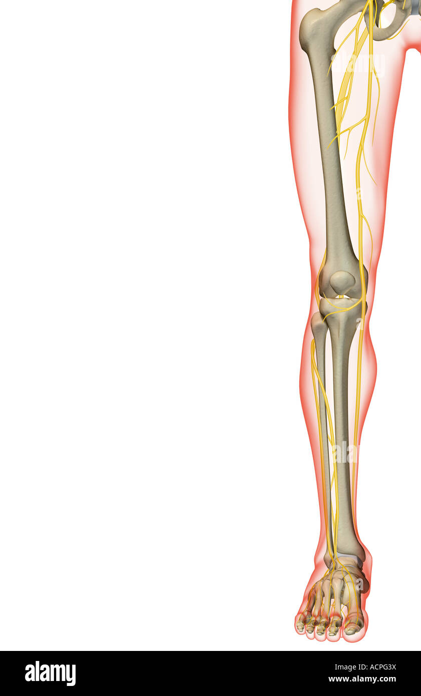 Human Leg Nerves High Resolution Stock Photography and Images - Alamy