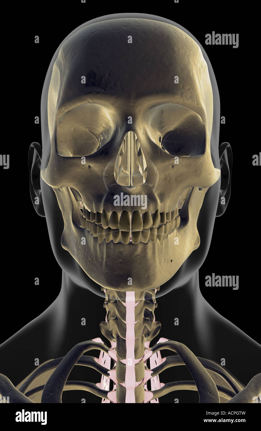 The ligaments of the head neck and face Stock Photo Alamy