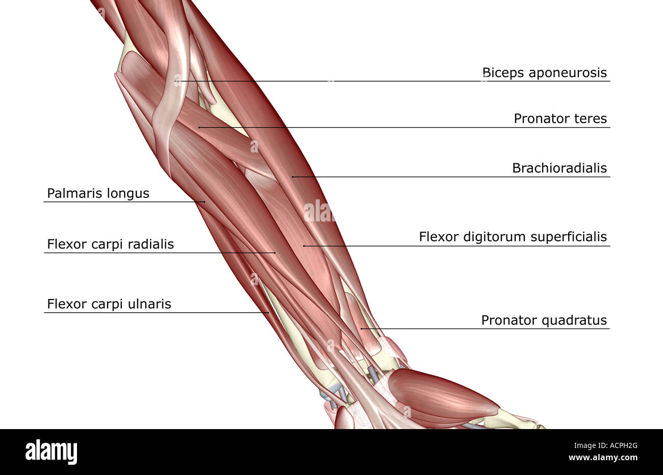 The muscles of the forearm Stock Photo