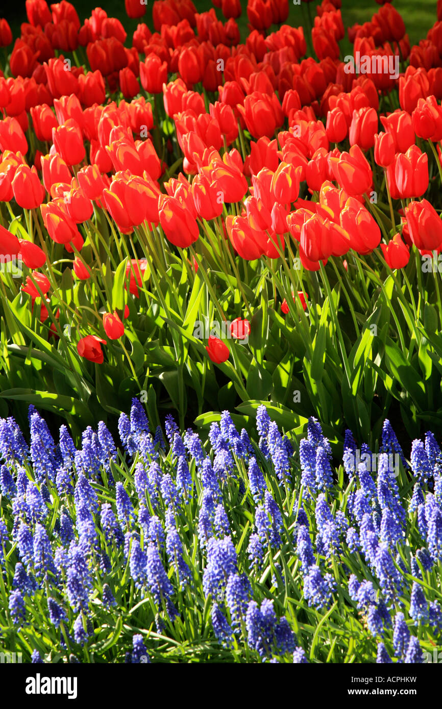 Spring Tulips and colorful Flowers in Keukenhof Gardens,Lisse, Holland ...