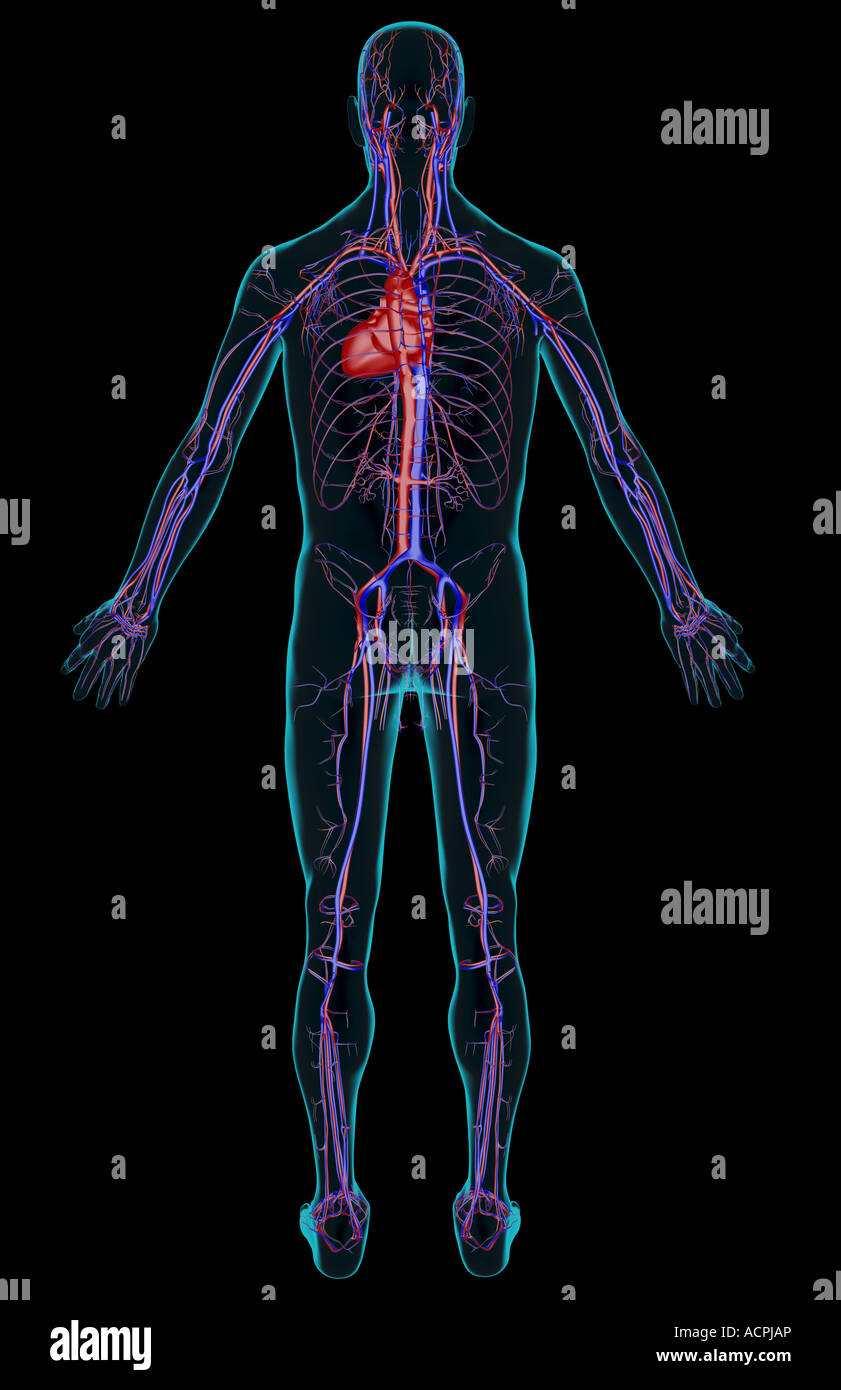 Human Venous System Anatomy Biology Diagrams
