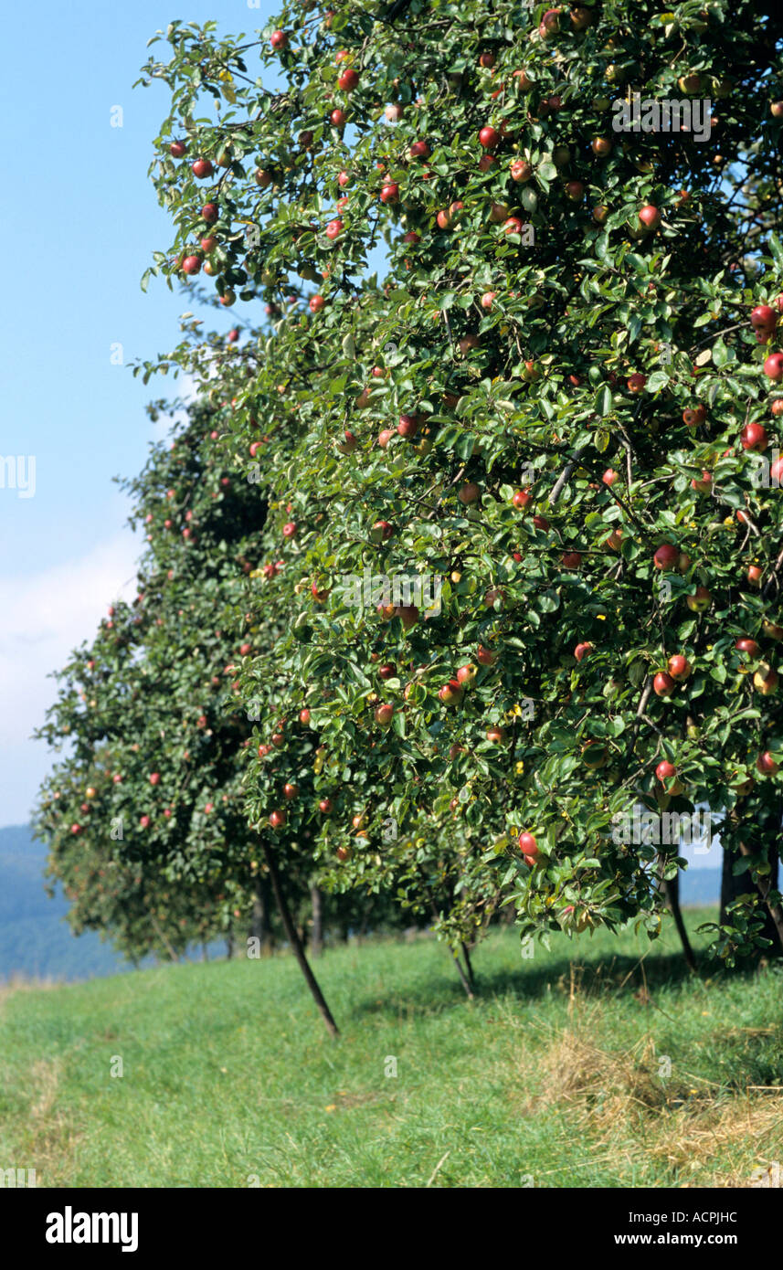 Apple trees meadow apples hi-res stock photography and images - Alamy