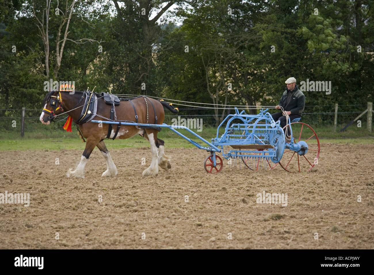 Shire Horse harrowing field Norfolk Stock Photo Alamy