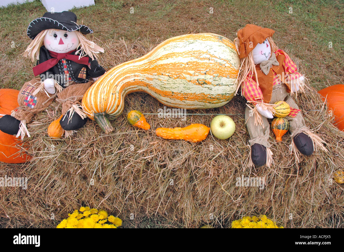 Halloween and fall display of gourds and pumpkins for sale at fall
