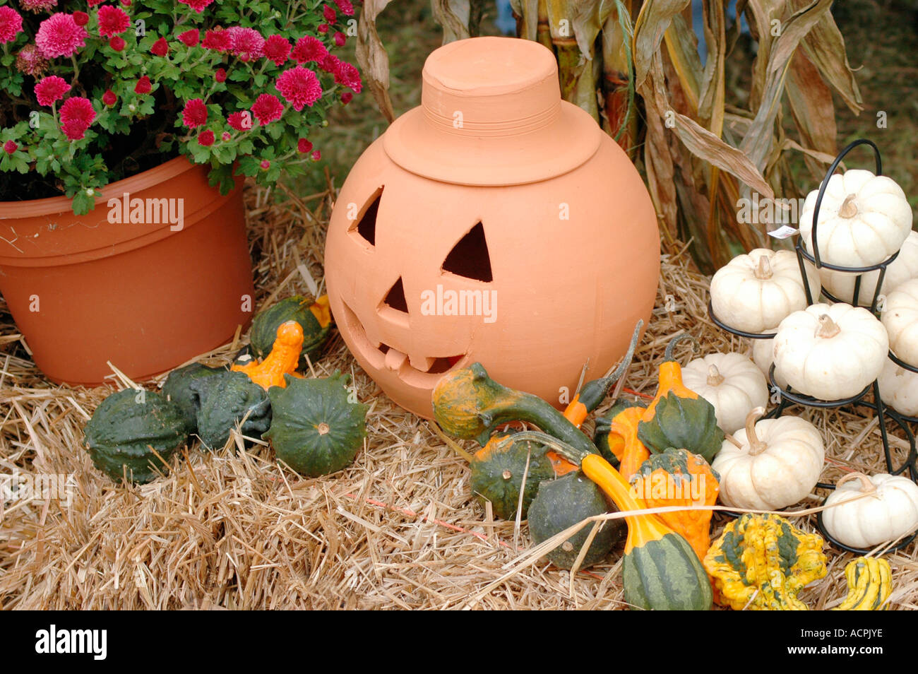 Halloween and fall display of gourds and pumpkins for sale at fall