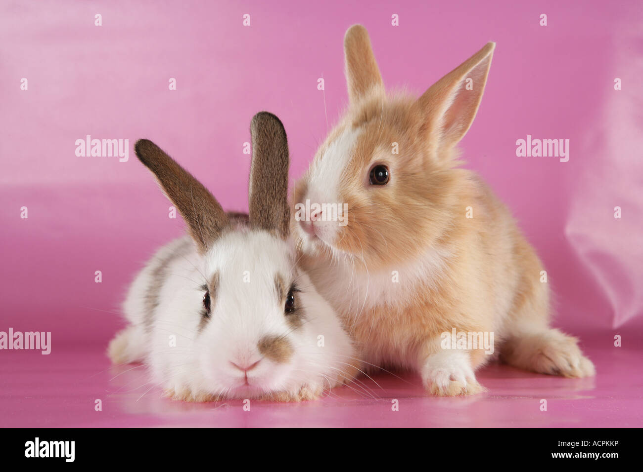 two dwarf rabbits cut out Stock Photo Alamy