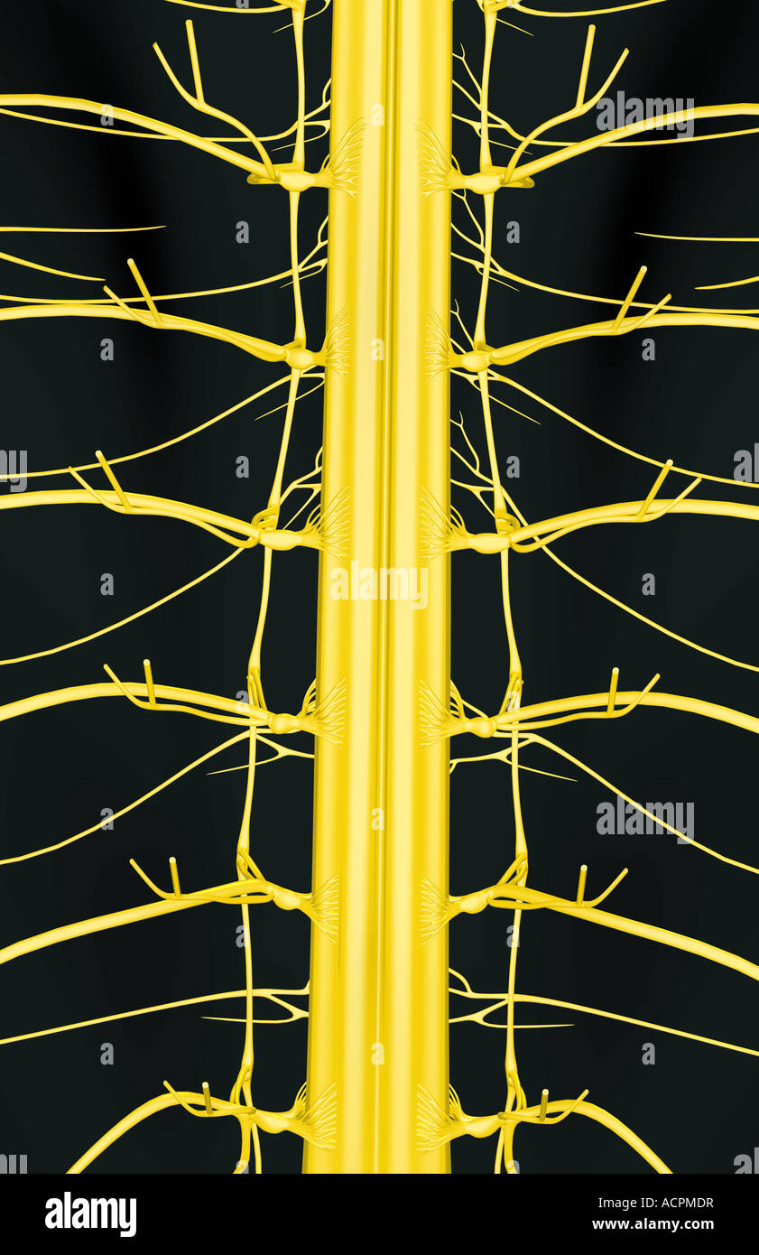Thoracic nerve anatomy hi-res stock photography and images - Alamy