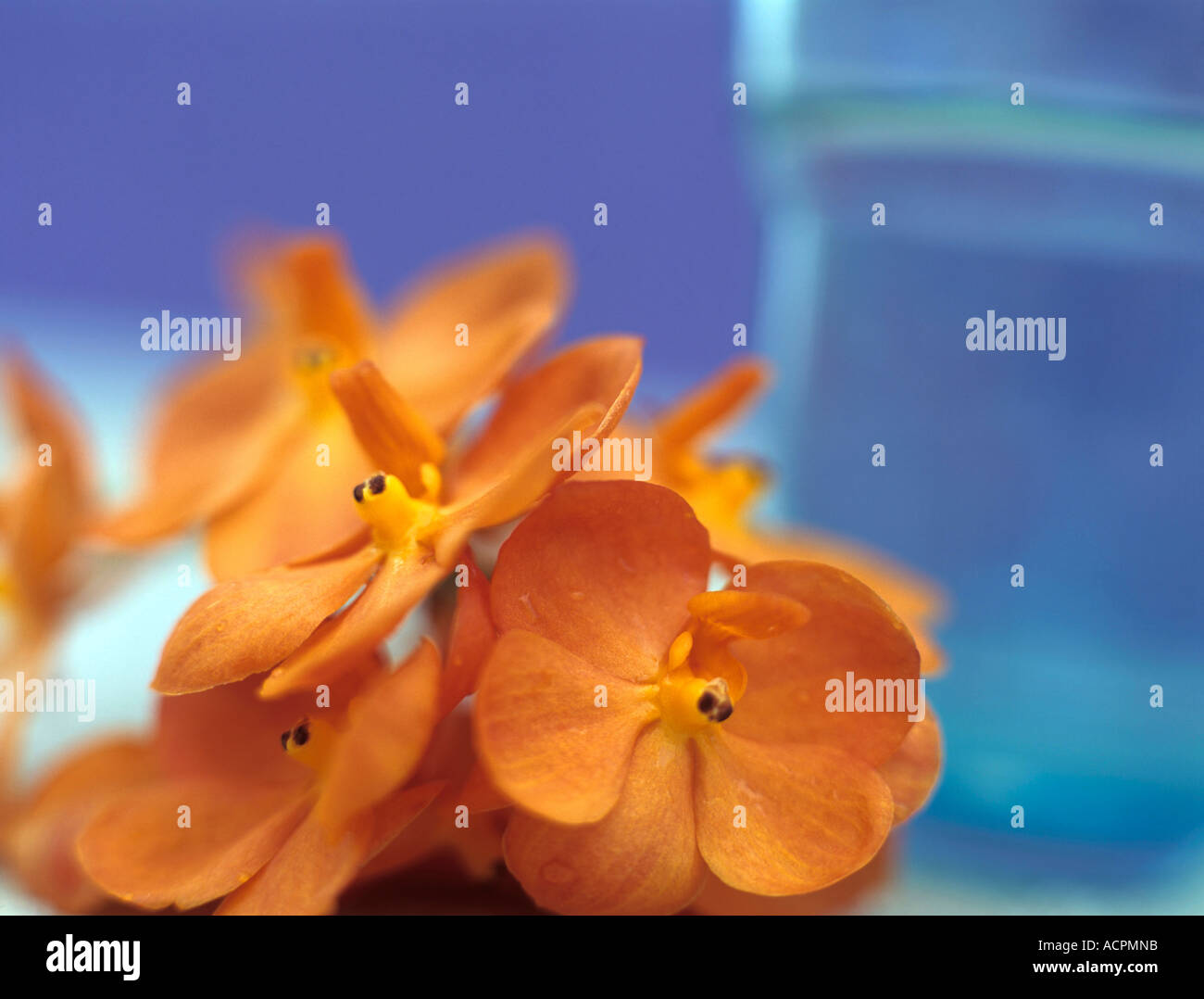 Orchid in blue vase hi-res stock photography and images - Alamy