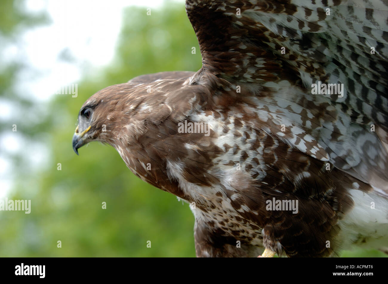North American Red Tail Stock Photo - Alamy