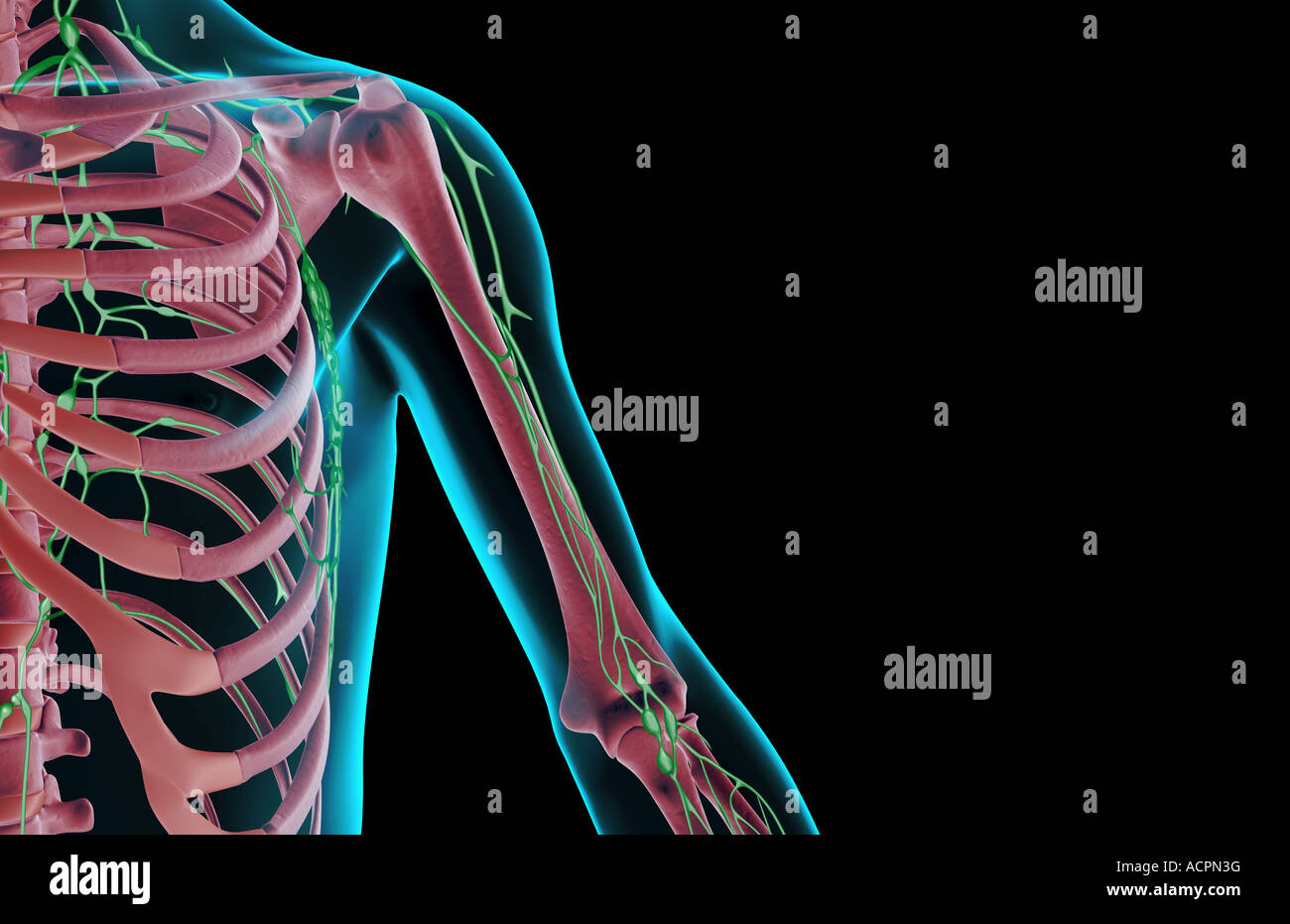 The Lymph Supply Of The Shoulder And Upper Arm Stock Photo Alamy