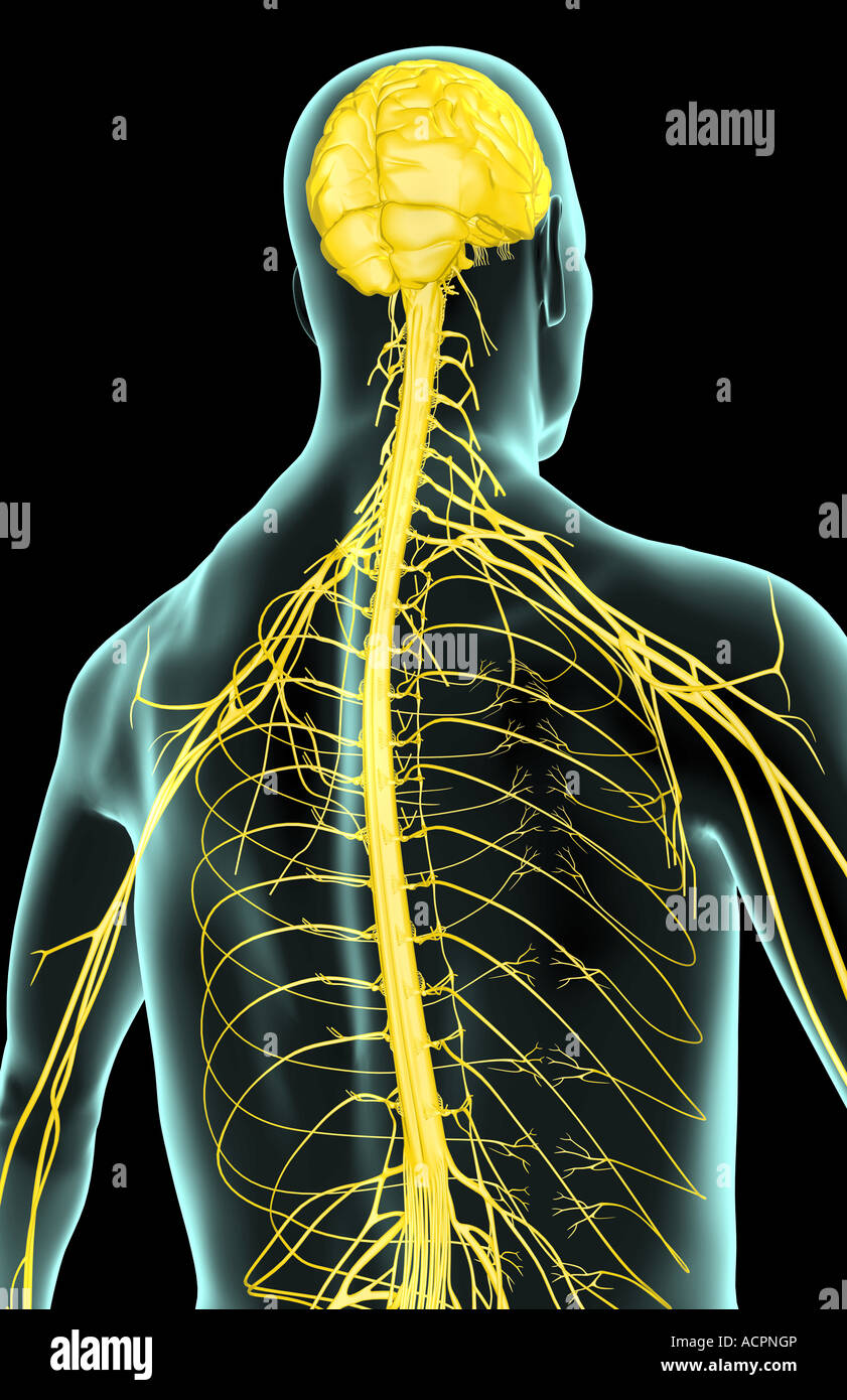 The nerves of the upper body Stock Photo - Alamy