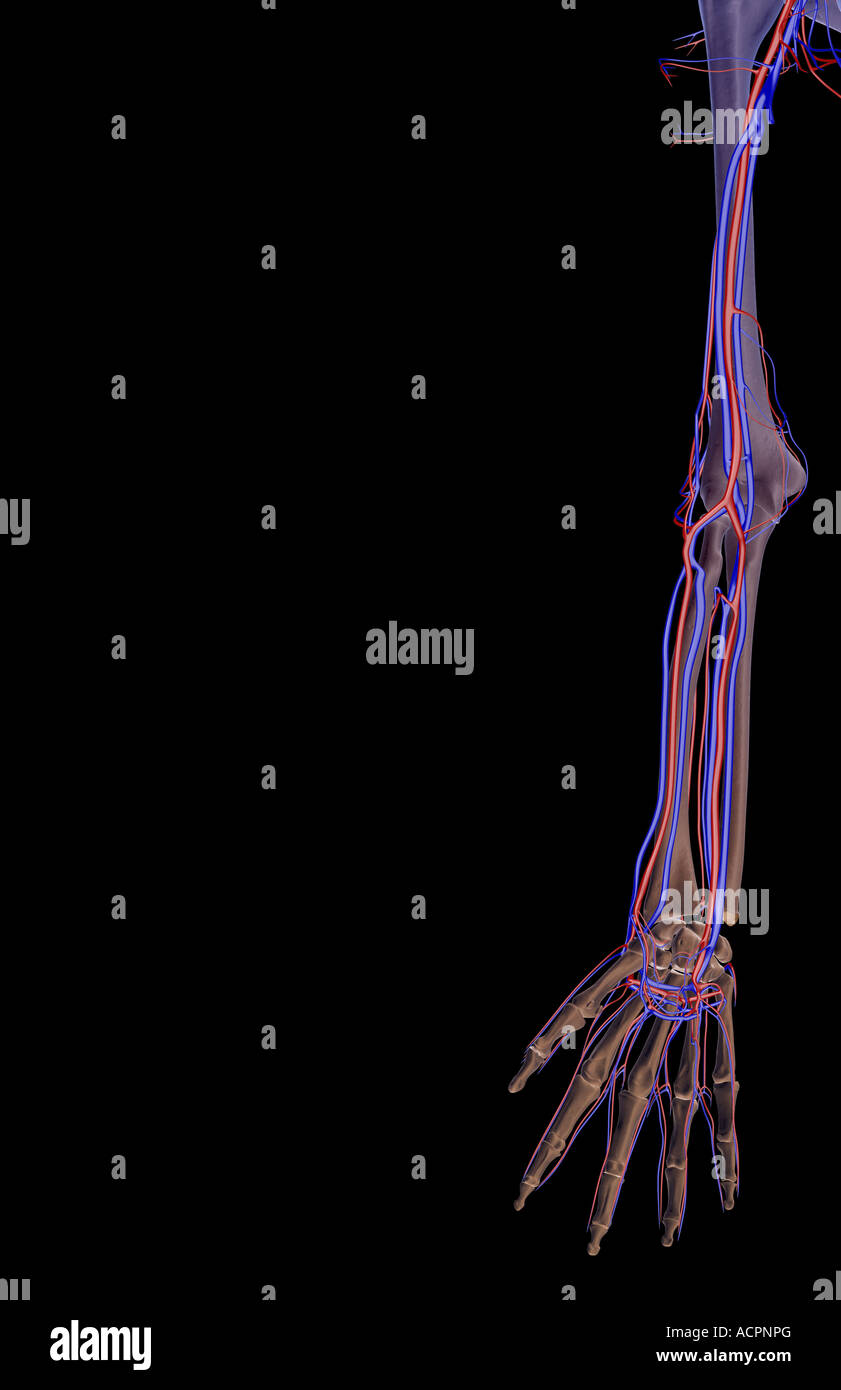 The blood supply of the upper limb Stock Photo