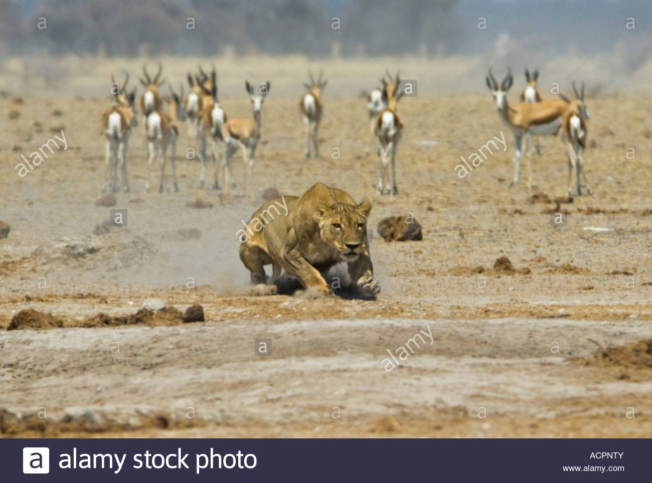 Female Lion Hunting Prey High Resolution Stock Photography and Images