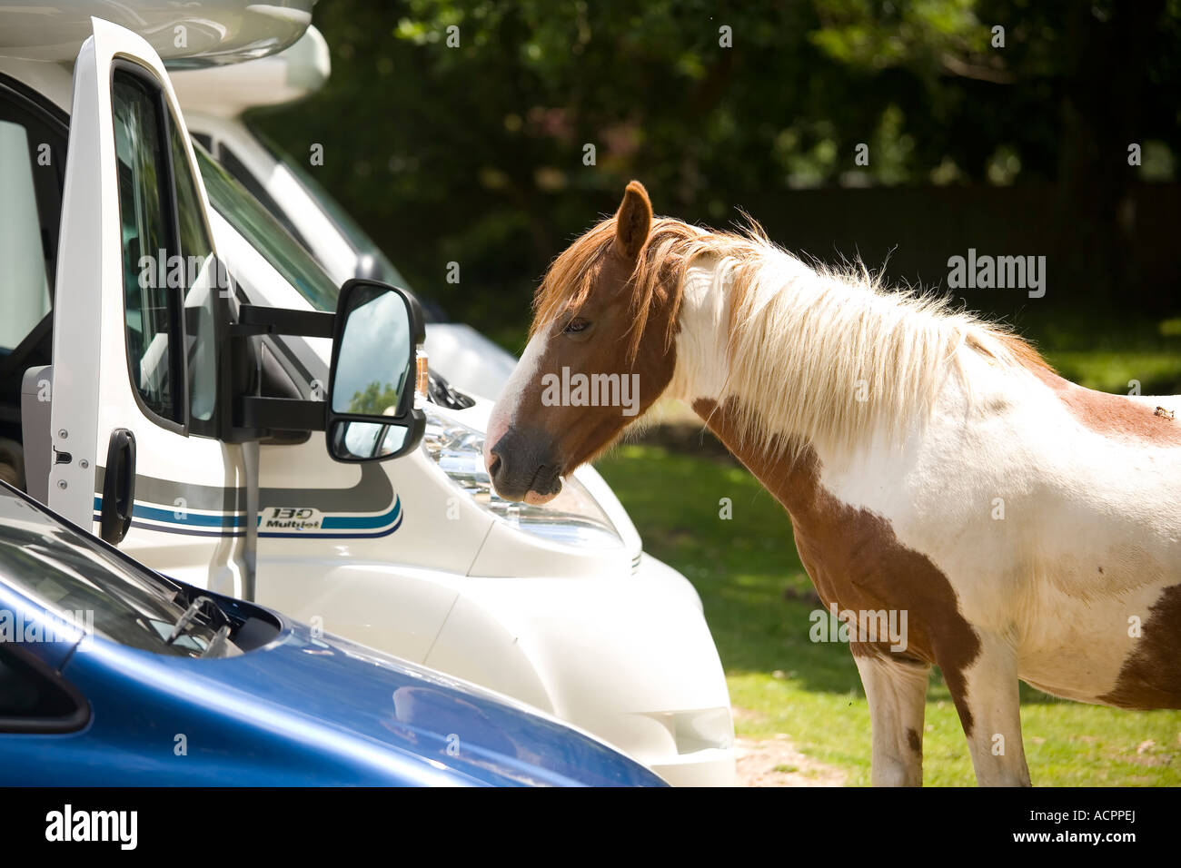 New Forest pony investigates tourists vehicles Balmer Lawn Brockenhurst New Forest Stock Photo