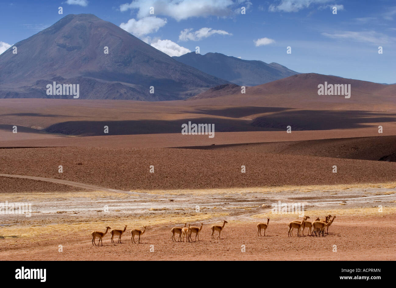 Herd of Vicunas crossing the high plains in front of Volcano Colorados/Cerro Colorado, Atacama Desert, Chile Stock Photo