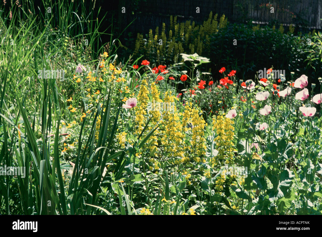 Coloured flowers hi-res stock photography and images - Alamy