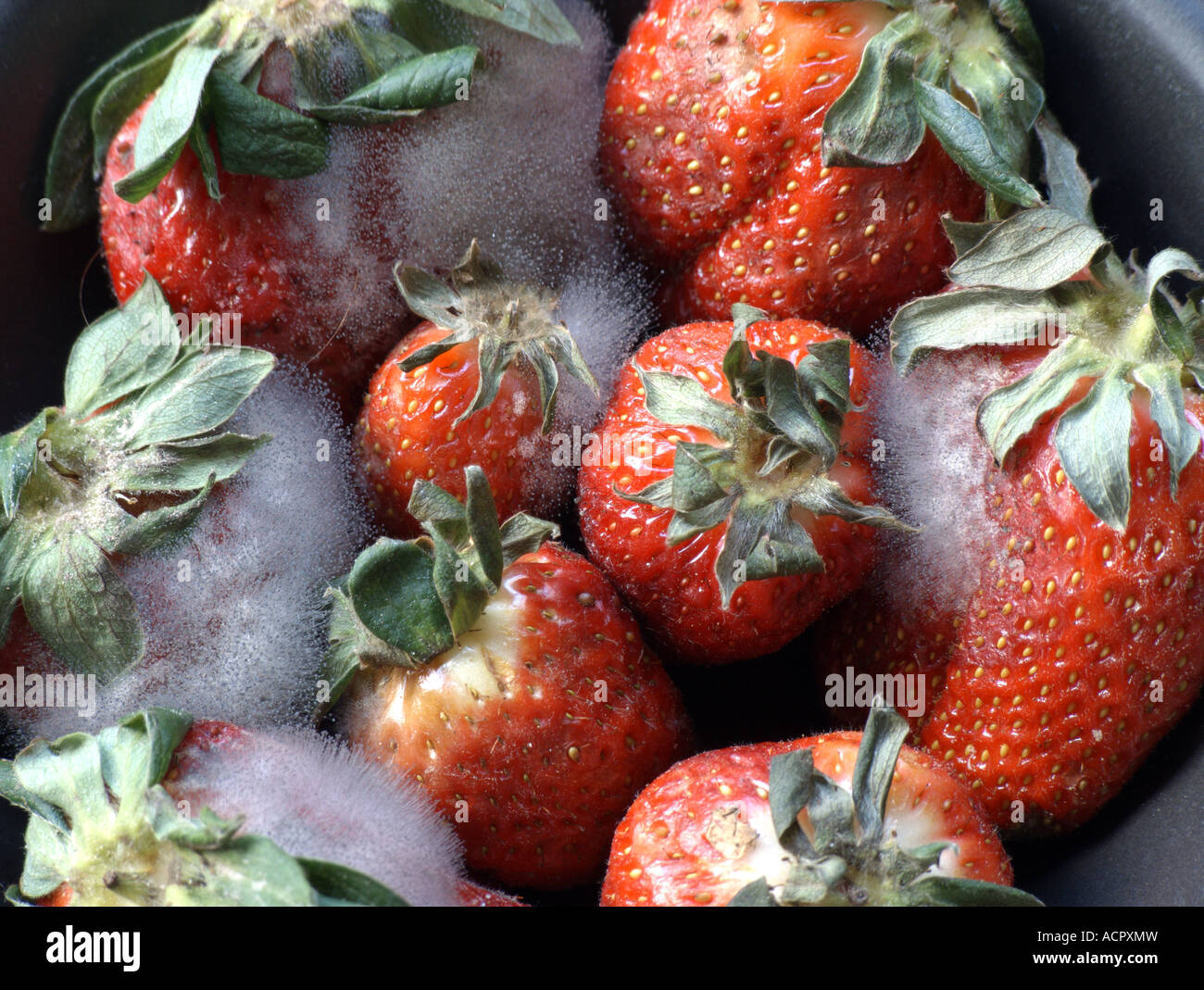 Strawberry mold fungus hi-res stock photography and images - Alamy