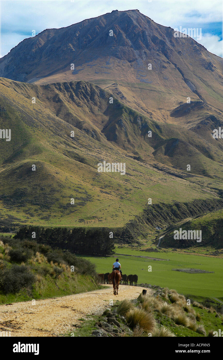 Cowgirl herding cattle hi-res stock photography and images - Alamy