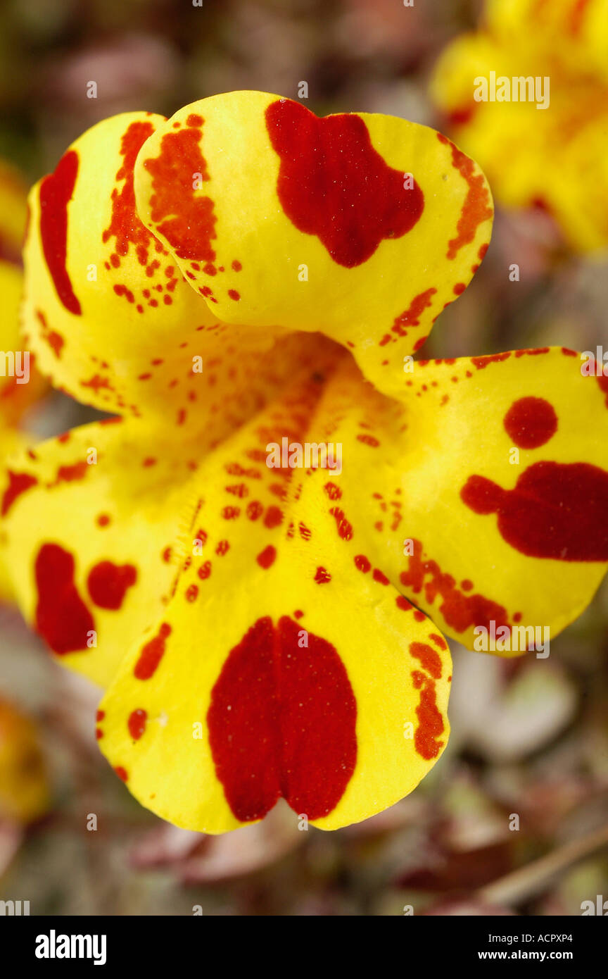 Monkey Musk Flower Mimulus Luteus South Is New Zealand Stock Photo 