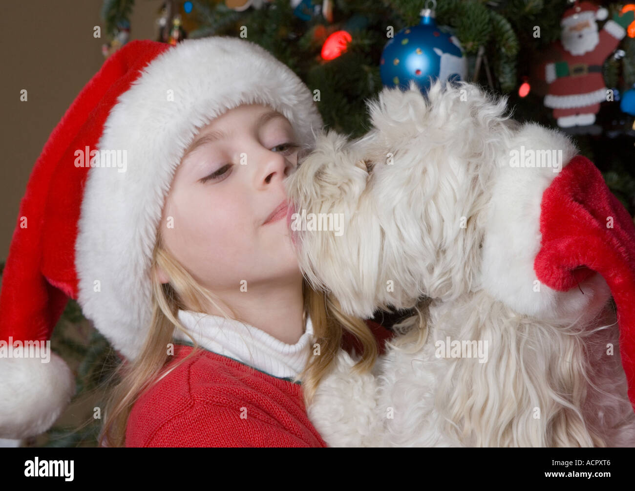 Child being licked by her pet dog by Chrismas tree Stock Photo