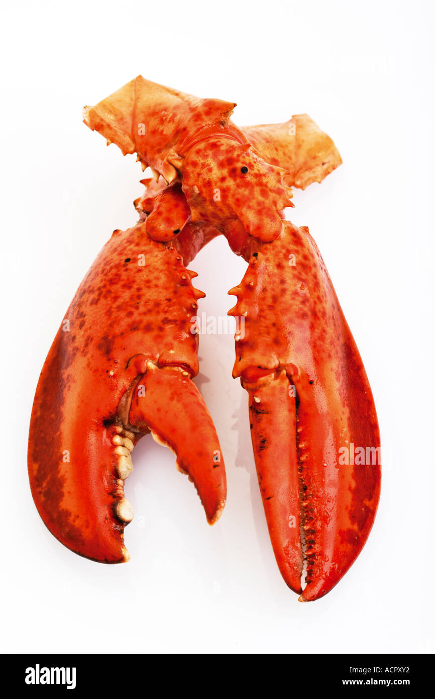 Lobster claws, elevated view Stock Photo
