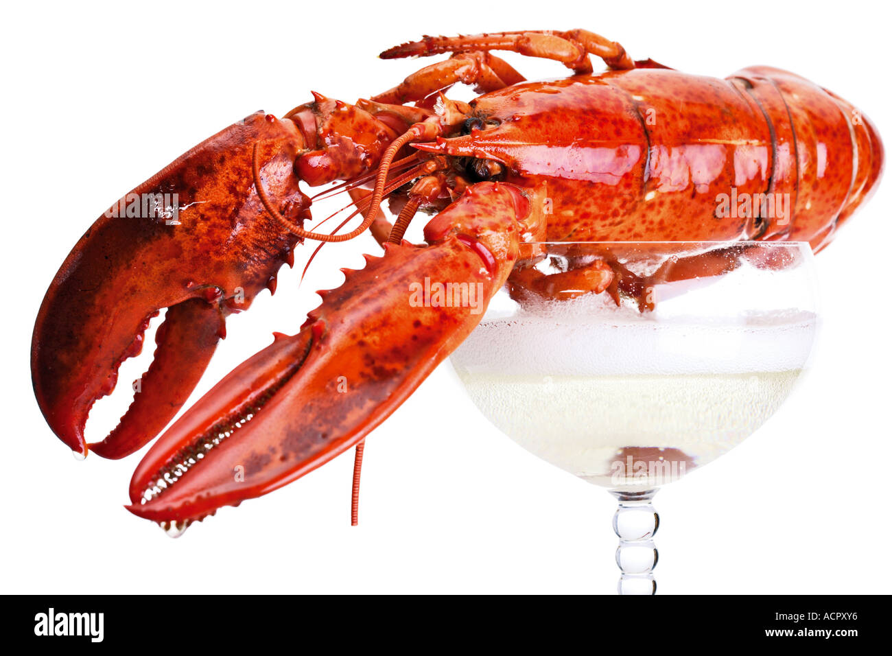 Lobster, closeup Stock Photo Alamy