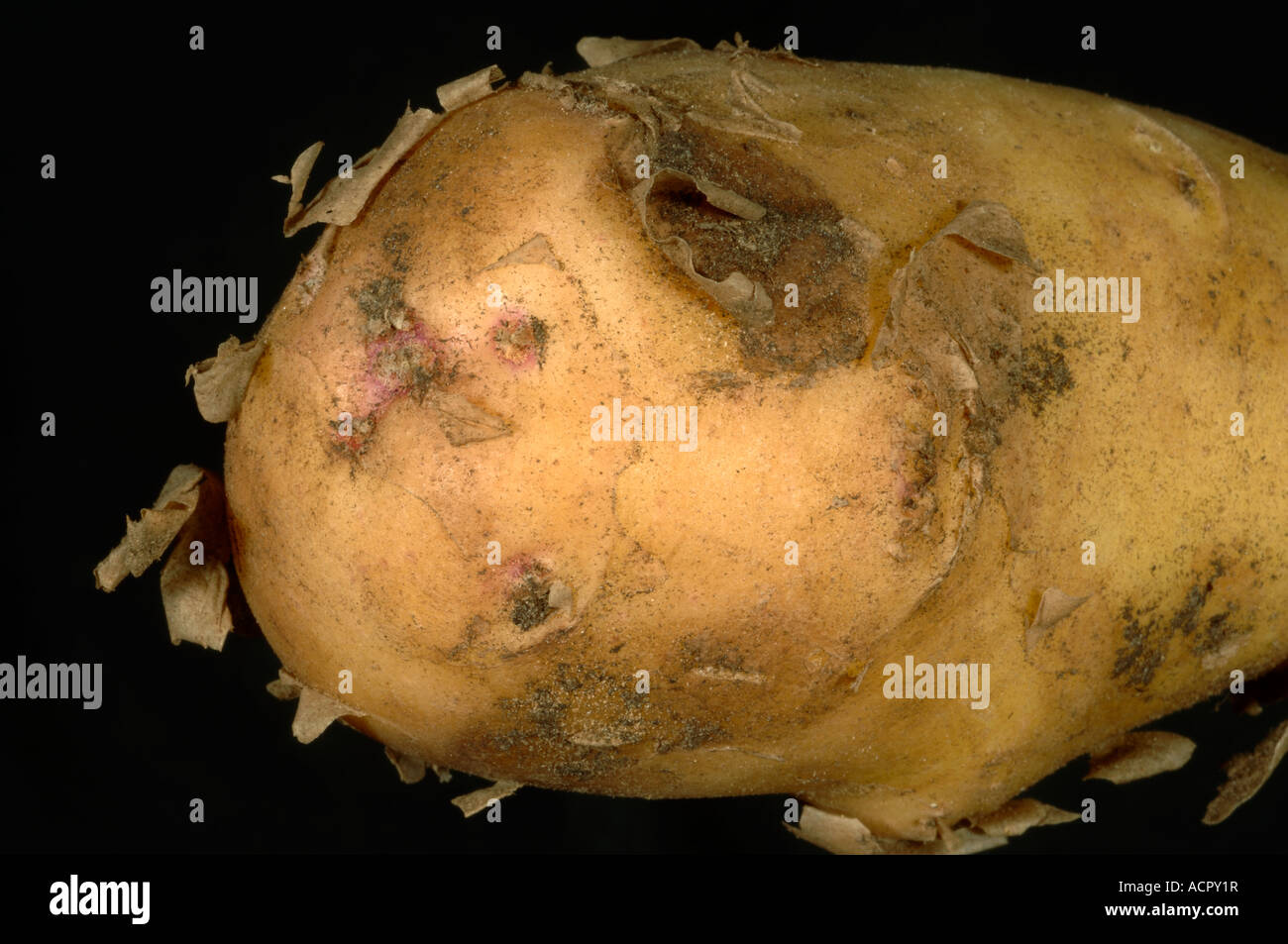 New potato tuber ex supermarket with loose outer skin Stock Photo