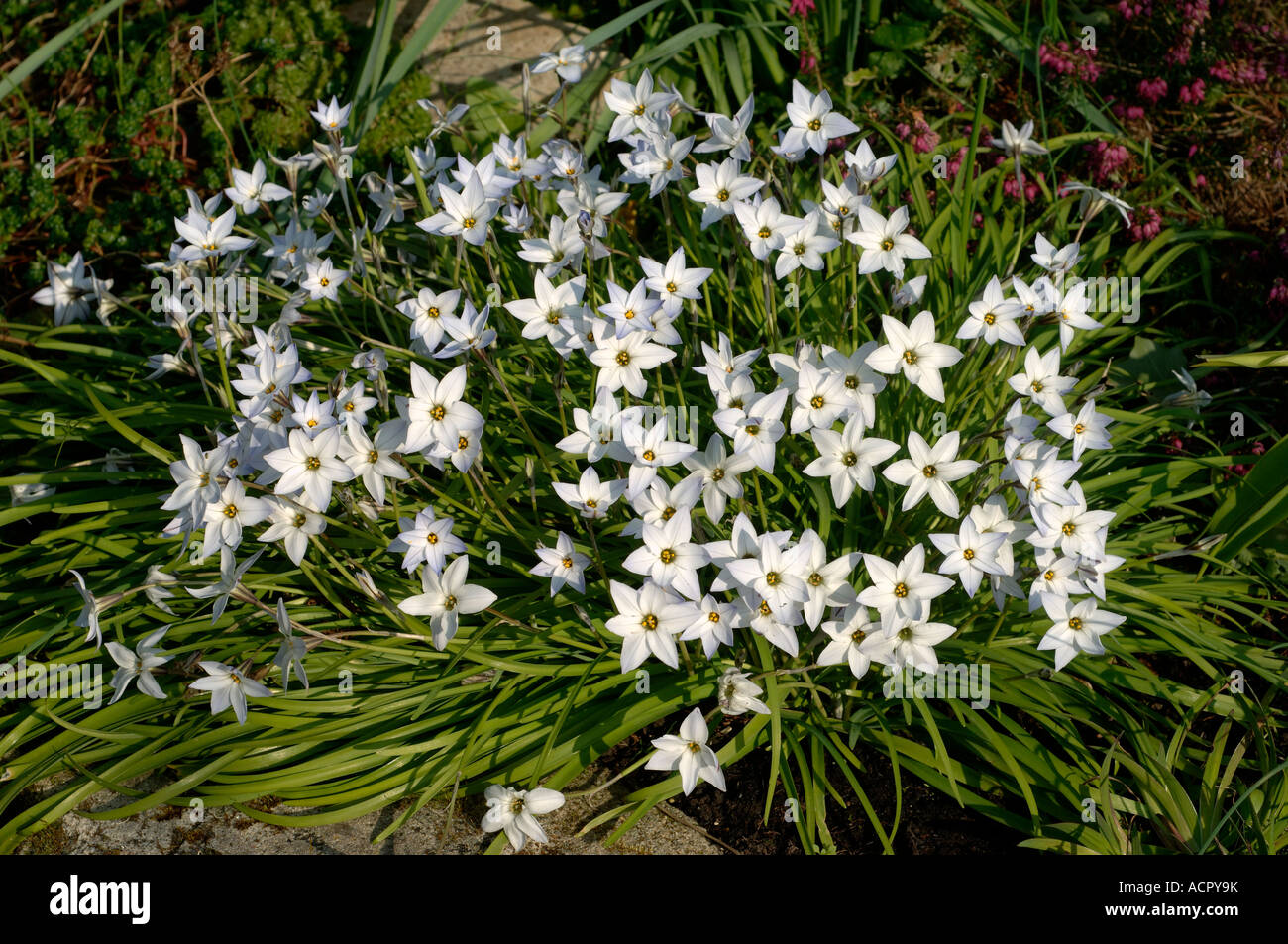 Ipheion uniflorum a rock plant with pale blue star shaped flowers in spring Stock Photo