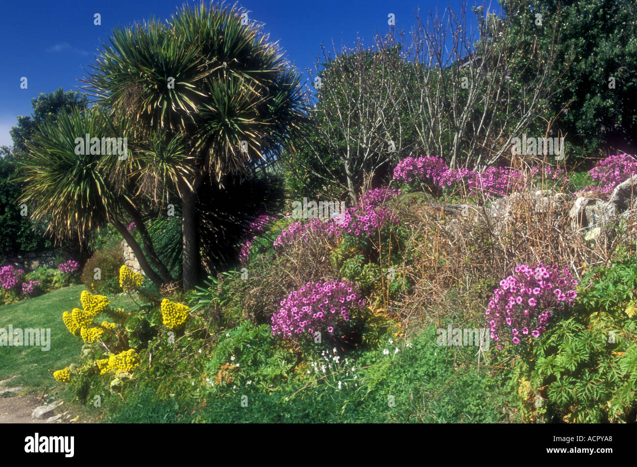 SPRING FLOWERS BRYHER ISLES OF SCILLY Stock Photo Alamy
