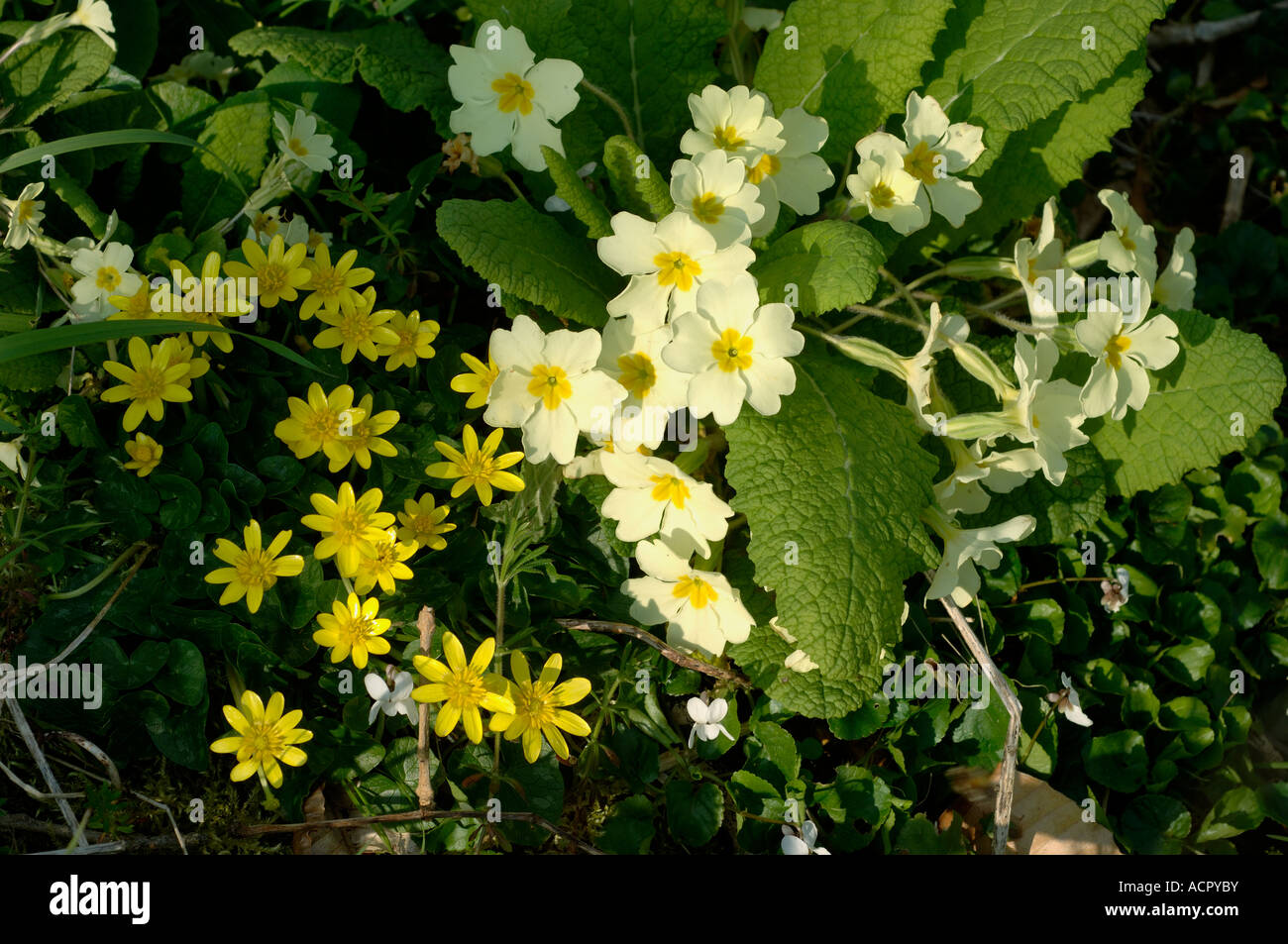 Primrose (Primula vulgaris) lesser celandine (Ficaria verna)springtime woodland flowers Stock Photo