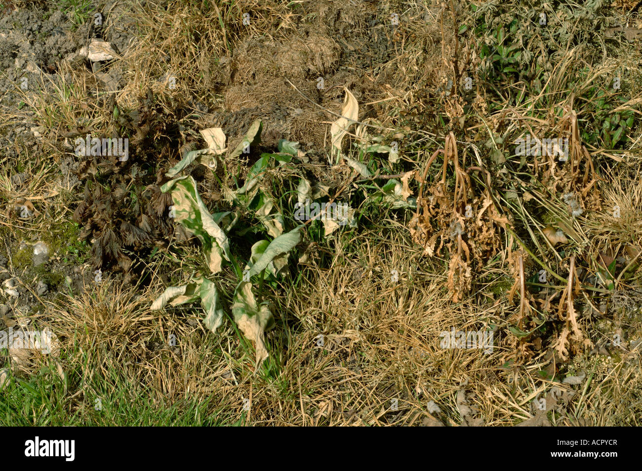 Mixed garden weed species two days after treatment with Weedol weedkiller Stock Photo