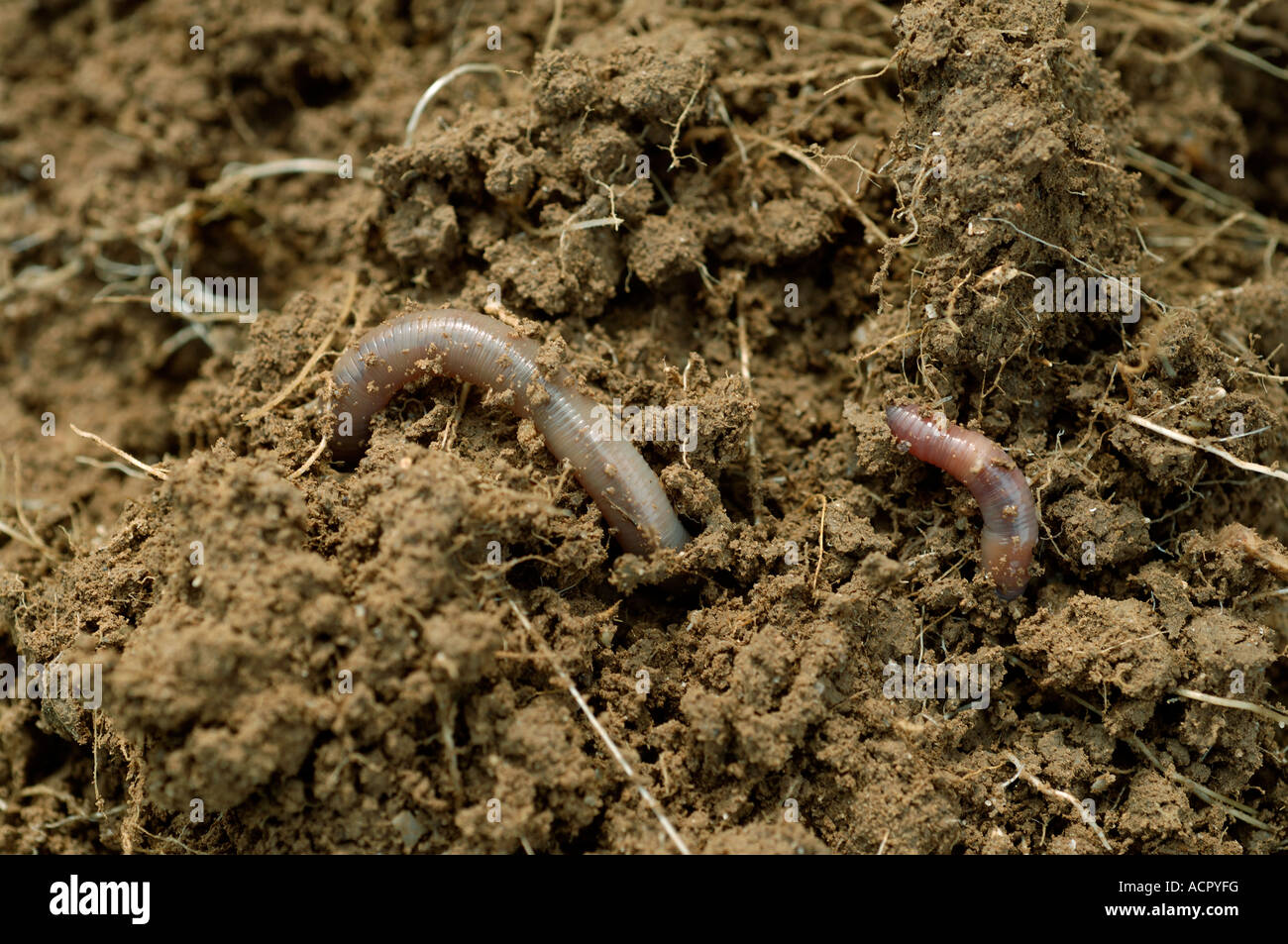 Earthworm Lumbricus terrestris in soil Stock Photo