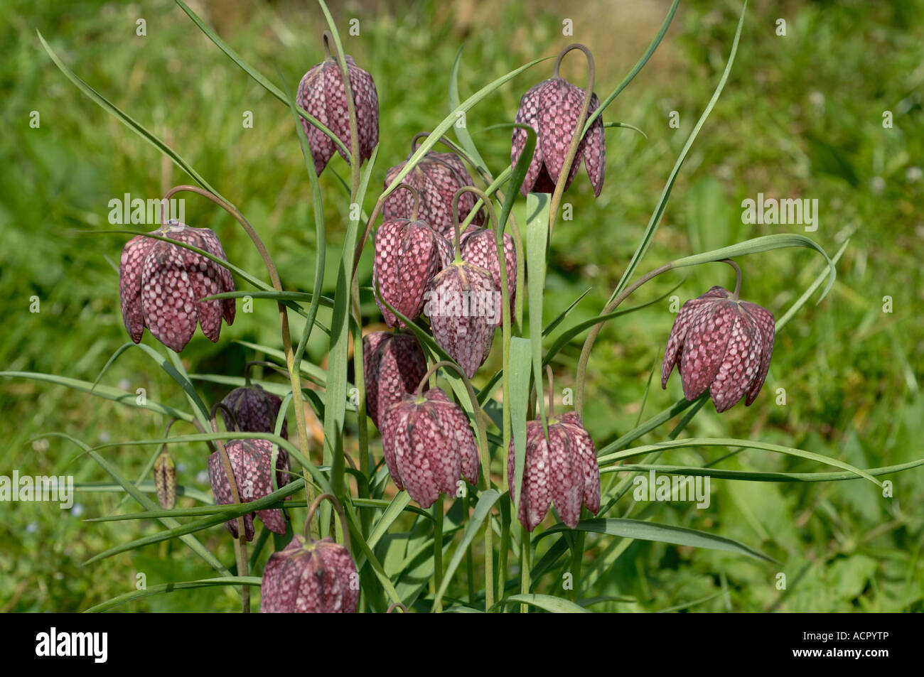Snake s head fritillary Fritillaria meleagris flowering in a small group Stock Photo