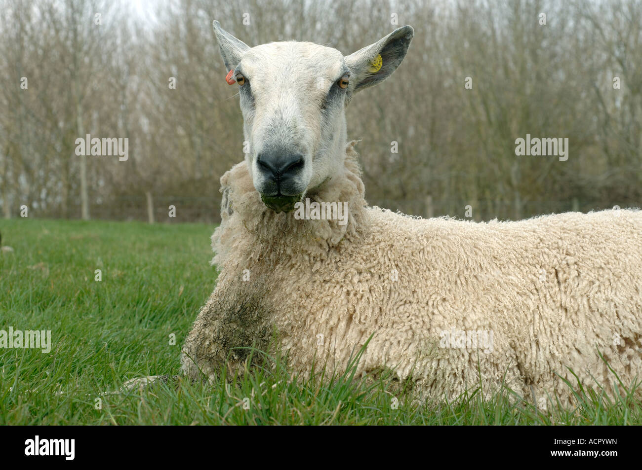 Blue faced Leicester ram lying down ruminating and dribbling Stock Photo