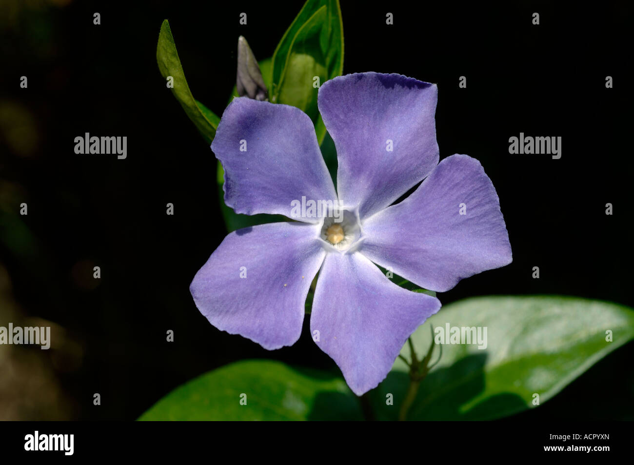 Greater periwinkle Vinca major blue flower against dark shadow background Stock Photo