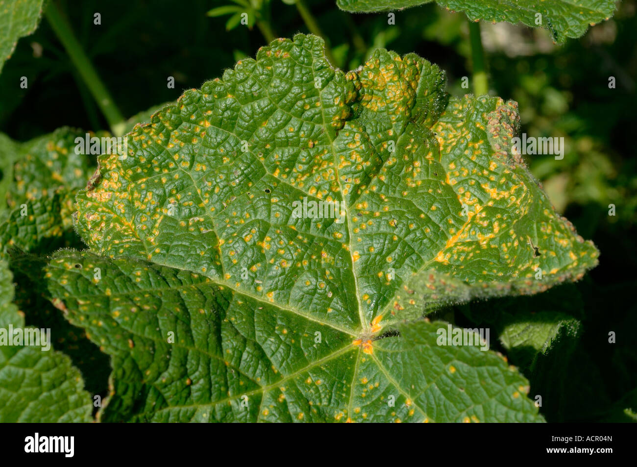 Hollyhock rust Puccinia malvacearum on hollyhock upper leaf surface Stock Photo