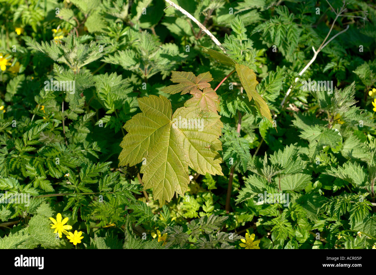 Sycamore Acer pseudoplatanus sapling emerging through other plants on a woodland floor Stock Photo