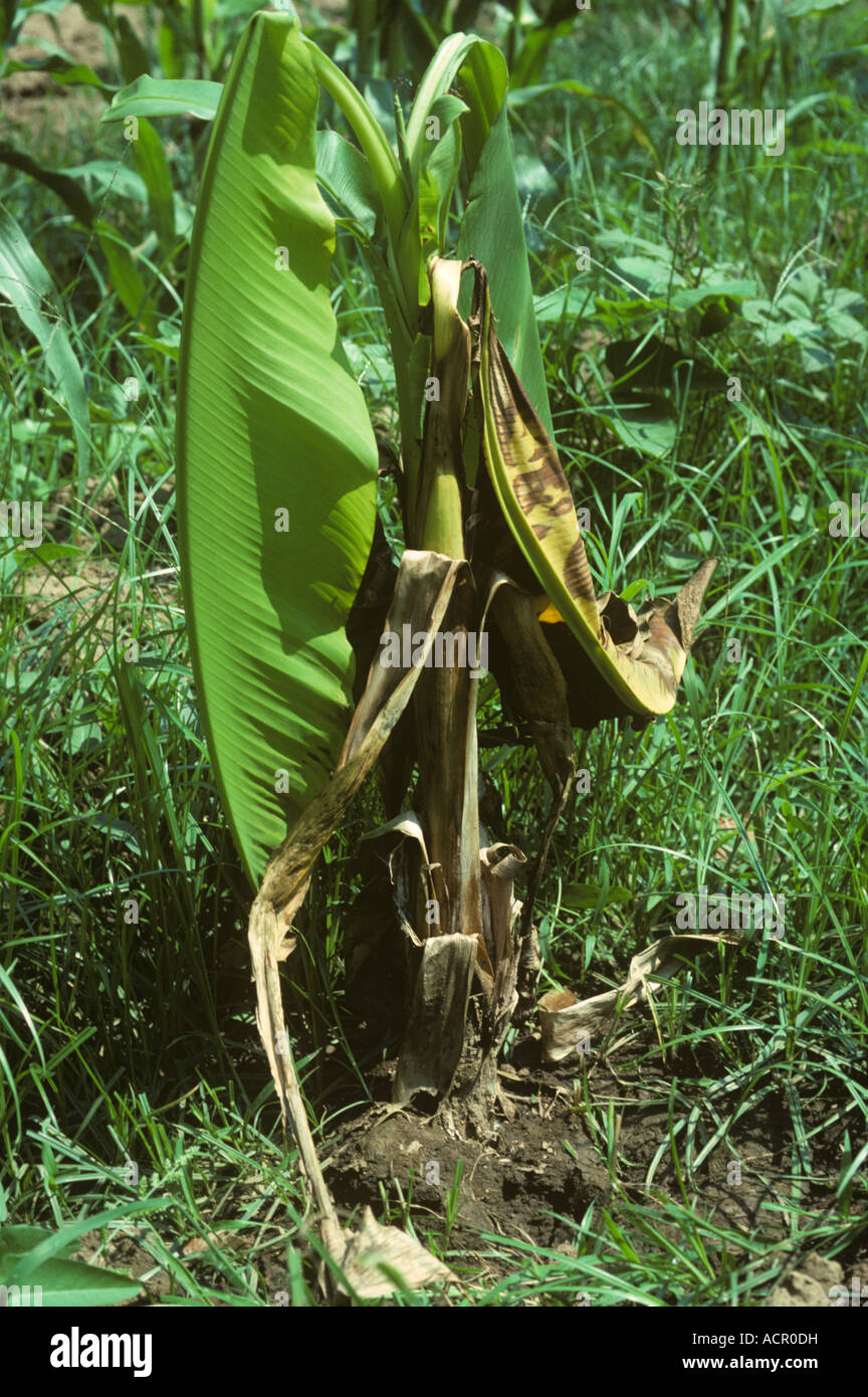 Young banana plant killed by southern blight (Athelia rolfsii) Thailand Stock Photo
